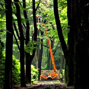 groot boom onderhoud